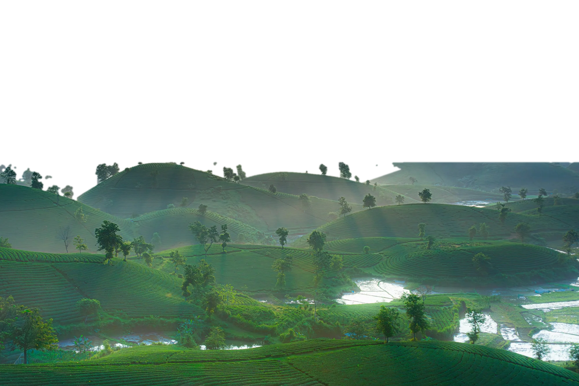 Rolling green tea hills dotted with trees under soft morning mist
